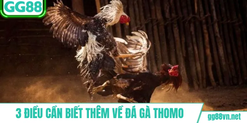 3 điều cần biết thêm về đá gà Thomo