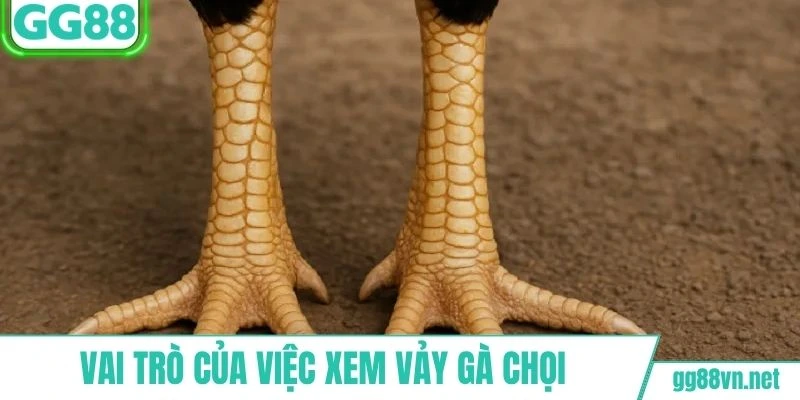 Cách xem vảy gà chọi có vai trò rất quan trọng