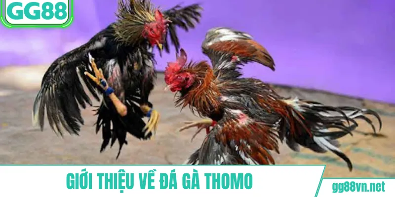 Giới thiệu về đá gà Thomo