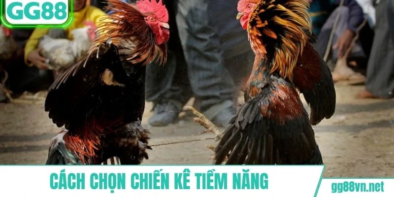 Hướng dẫn người chơi chọn chiến kê chất lượng