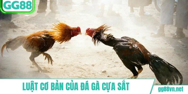 Người xem cần nắm kĩ luật chơi của chọi kê cựa sắt